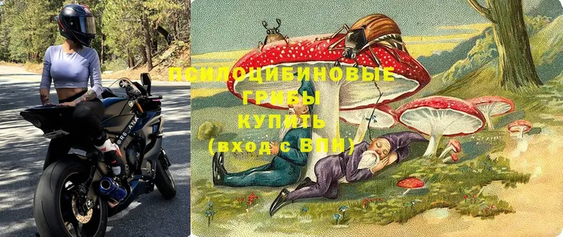 Псилоцибиновые грибы прущие грибы  Великие Луки 